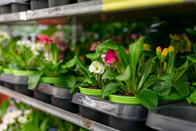 Témoignage de Distrivert qui regroupe des enseignes Gammvert et parle du logiciel ERP LSA Agorinfo pour les jardineries et pépinières.